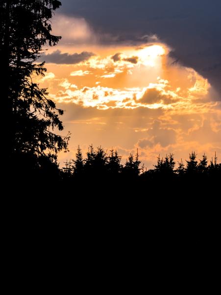 A burning sunset above a pitch black tree line.