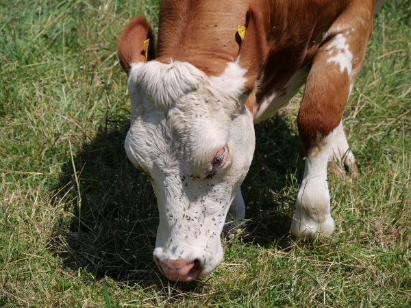 A close-up of a cow's face covered with flies in a countryside setting.