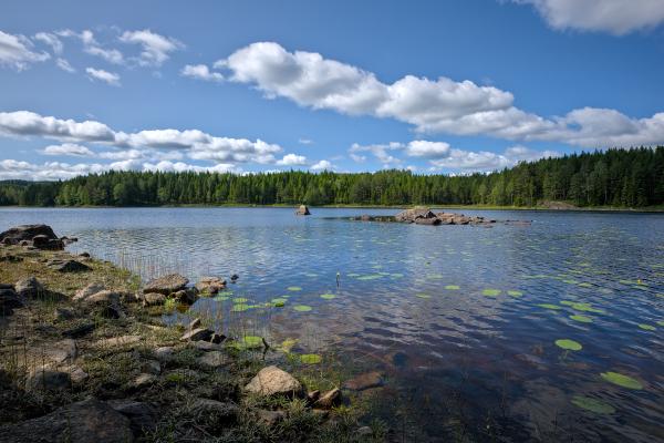 Some water lilies and rocks in a lake. Around the lake is a green forest and the sky is blue with some white clouds. The water is calm.
