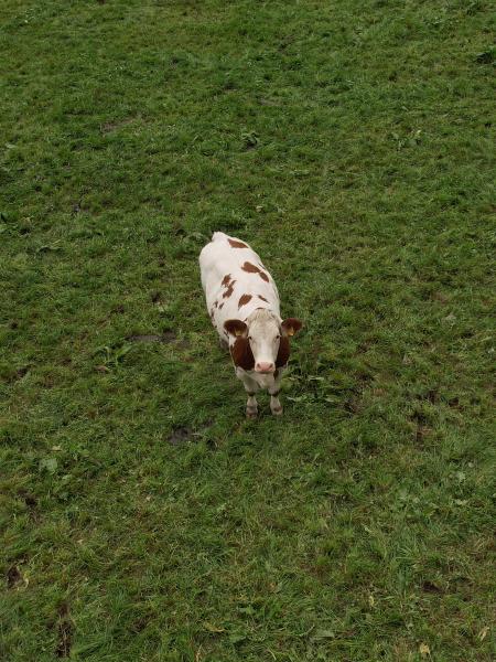 A cow, standing on green grass, looking into the sky, directly into the camera.