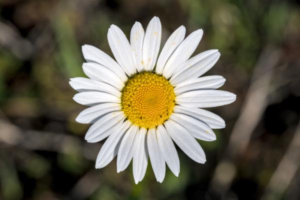 A flower with white petals and a yellow center. The background is brown / green and blurred out.
