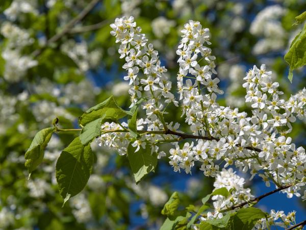 Some white blossoms with green leaves next to them. In the background there is the blue sky.