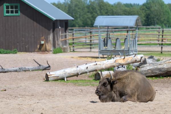 A wisent / European bison lying in the sand in some kind of enclosure.