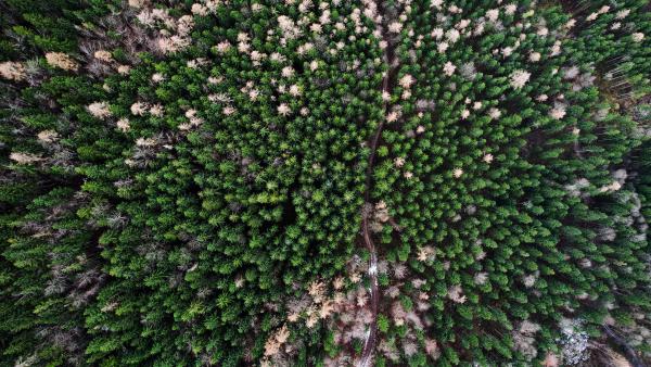 An aerial view of a lush green forest with a road cutting through it.