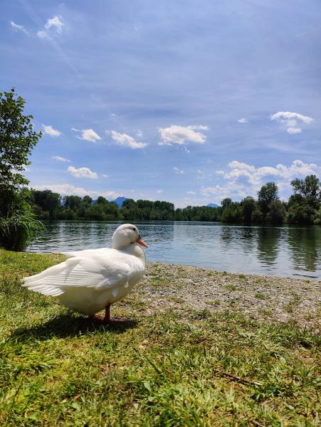 A small duck sitting at the side of a lake.