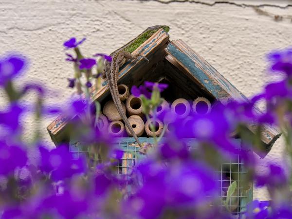 A lizard sitting on top of an insect hotel / insect house. It is a male one / green one.