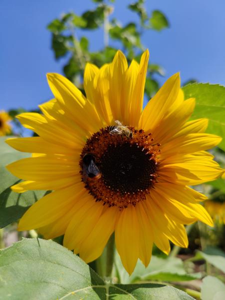 A bright yellow sunflower with a busy bee on its dark center, set against a blue sky.