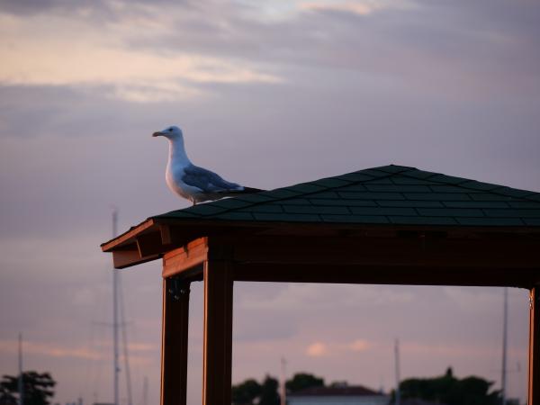 A seagull sitting on a little roof.