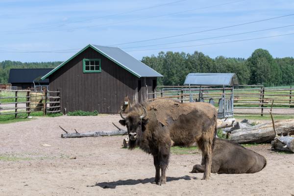 A wisent / European bison is standing and looking into the camera. Next to it there is another one lying on the ground. There is a small hut in the background and some forest. The animals are in some kind of enclosure.