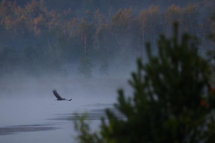 Ein Seeadler streift dicht über einen nebelverhangenen Moorsee.
