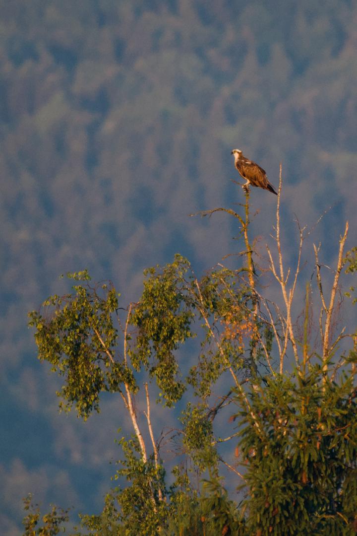 Ein Fischadler sitzt im Morgenlicht auf dem kahlen Wipfel einer Birke und blickt über das Moor.