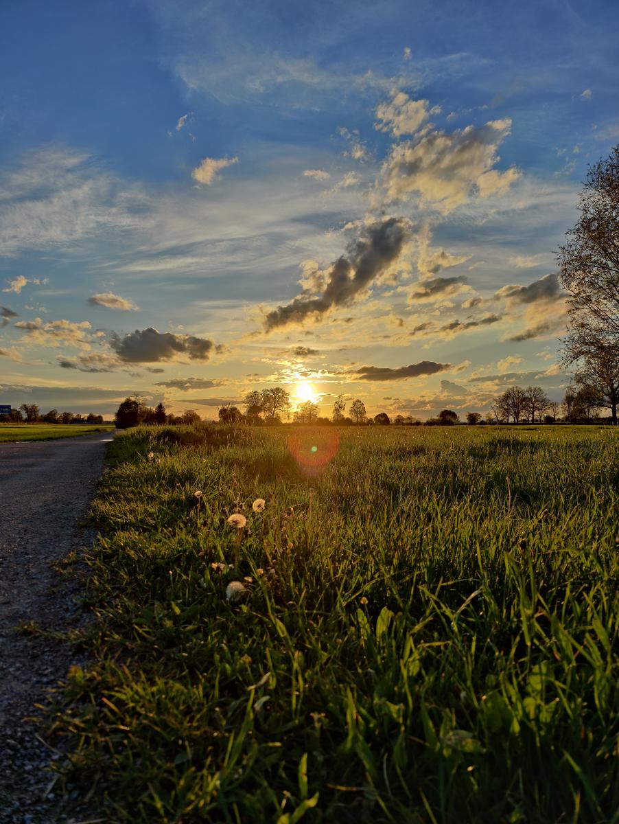 Die Sonne, die bei Sonnenuntergang durch die Silhouette von Bäumen einen Lens Flare wirft.