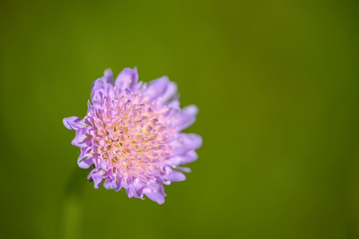 Eine lila Blume mit einem grünen, verwaschenen Hintergrund.