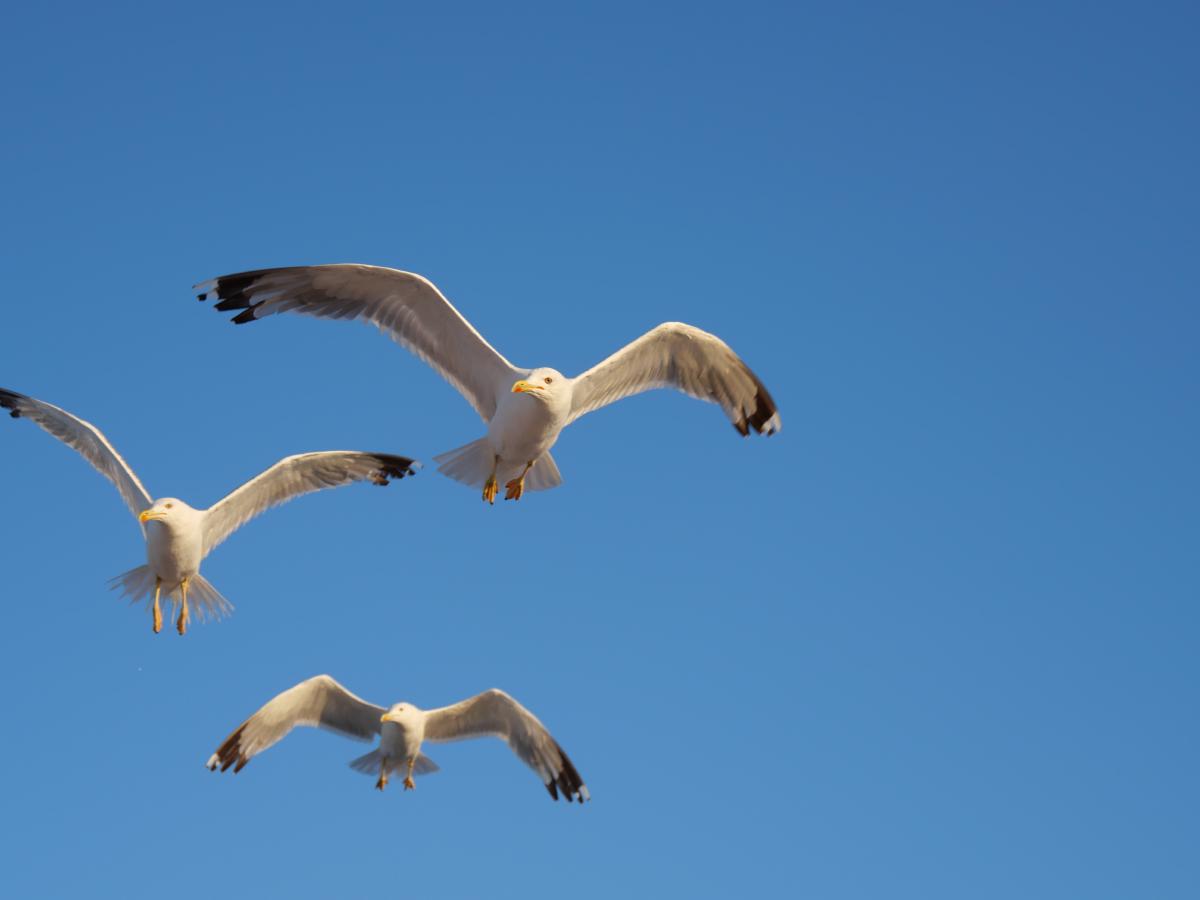 Eine Möwe, die über das Meer fliegt.