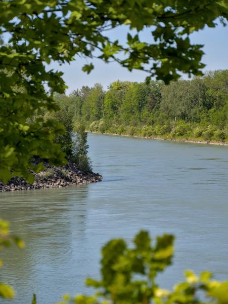 Hinter einigen Blättern hervor fotografiert, ist ein Fluss zu sehen, der von Wald umgeben ist.