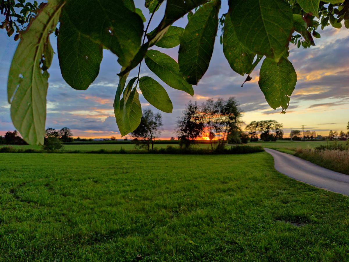 Ein Blatt, das einen Sonnenuntergang über einer Landstraße einrahmt, mit den Silhouetten von Bäumen im Hintergrund.