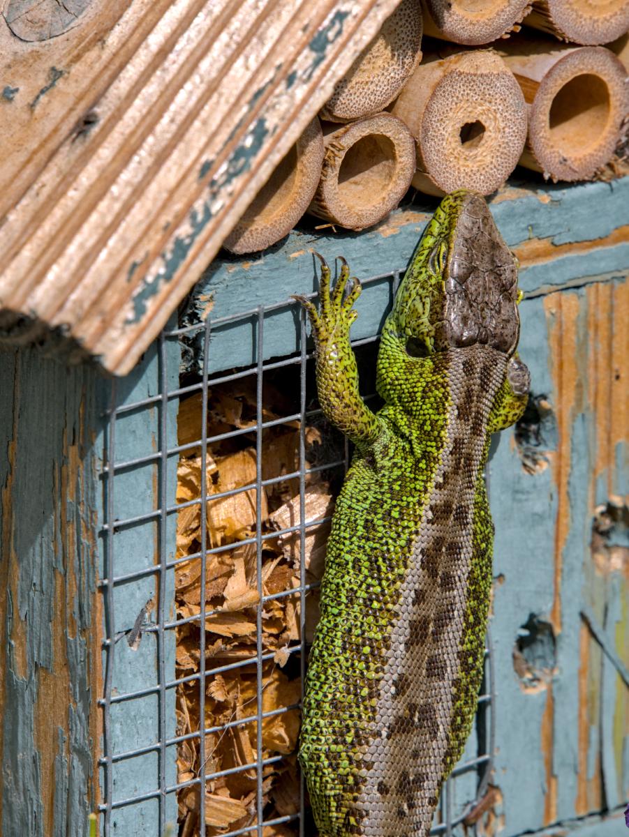 Eine Eidechse, die an einem Insektenhotel / Insektenhaus hängt. Die Eidechse ist eine grüne / männliche.