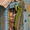 Free Climbing - Sand Lizard Scaling the Insect Hotel