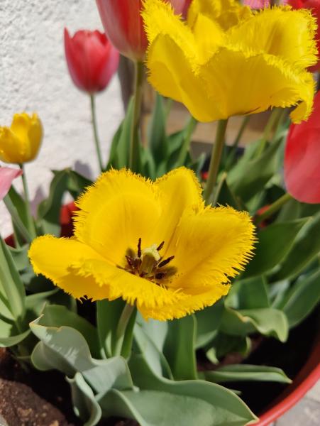 Eine leuchtend gelbe Tulpe mit gefransten Blütenblättern, einem Hauch von Rot an den unteren Blättern und einer kontrastierenden dunklen Mitte.
