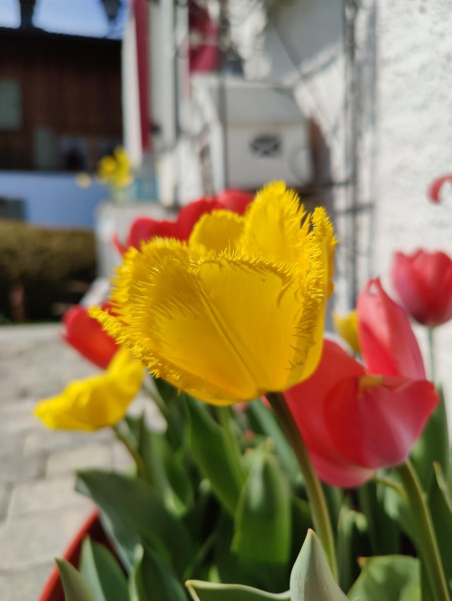 Eine leuchtend gelbe Tulpe mit gefransten Rändern in scharfem Fokus, umgeben von weich gezeichneten roten Tulpen und einem unscharfen weißen Hintergrund.