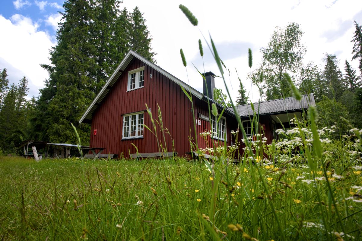 Ein niedliches nordisches Haus im Wald. Im Vordergrund liegt eine Wiese mit einigen Blumen.