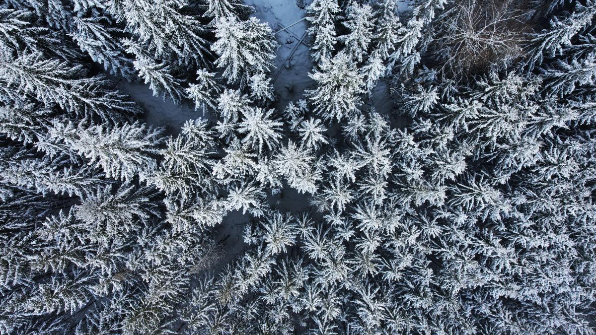 Luftaufnahme verschneiter, frostbedeckter Bäume, die eine strukturreiche Winterlandschaft bilden.