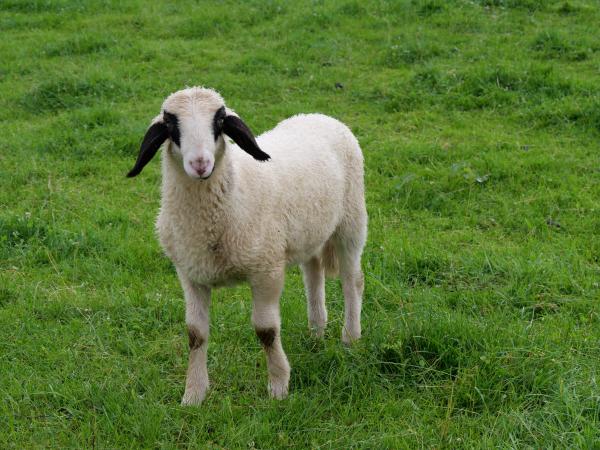 Ein kleines Schaf, das in die Kamera blickt.