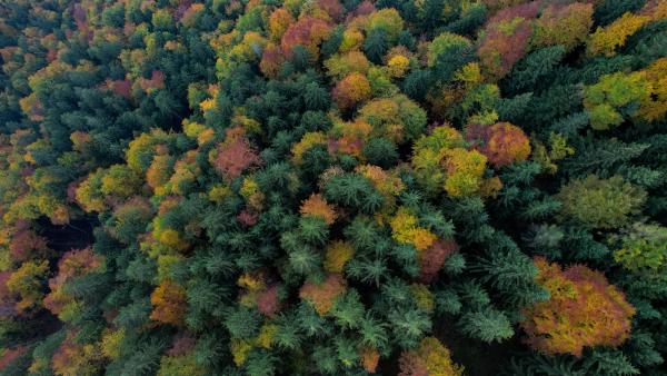 Drohnenaufnahme von Bäumen, direkt von oben fotografiert. Es gibt grüne Bäume, aber auch viele Herbstfarben.