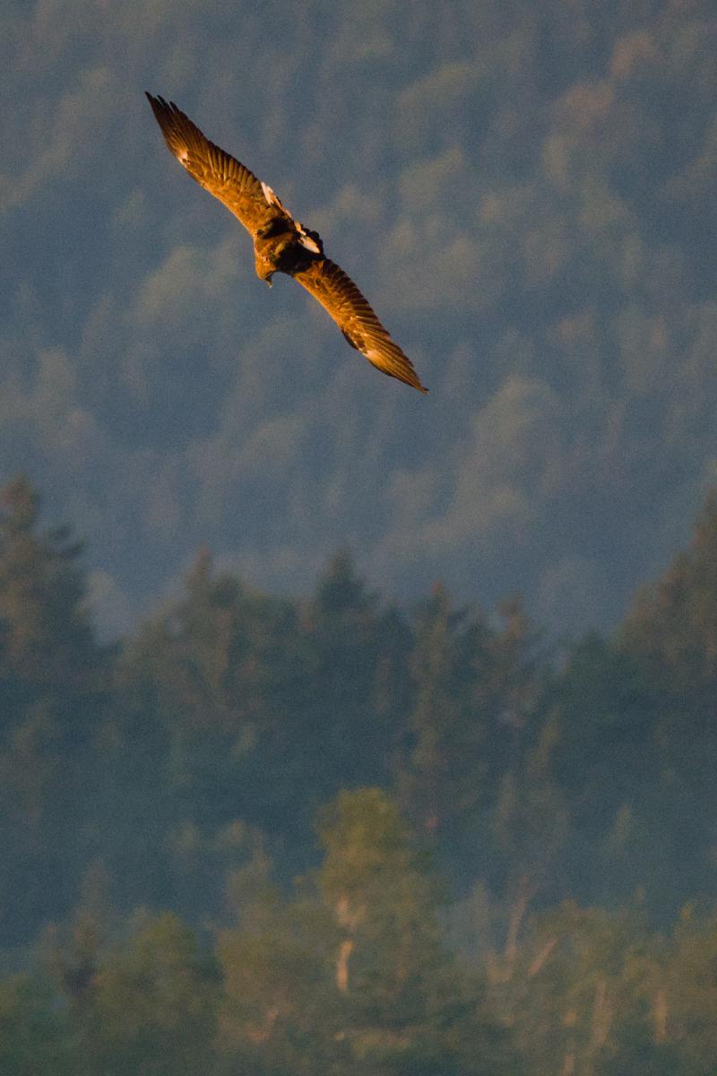 Ein Seeadler gleitet mit vollständig ausgebreiteten Flügeln über den Betrachter hinweg, sein braunes Gefieder golden von der tief stehenden Morgensonne beleuchtet, vor einem dunstigen blauen Himmel über einem dunklen bewaldeten Berghang.