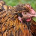 Gold and Black - Close Up of a Laced Hen