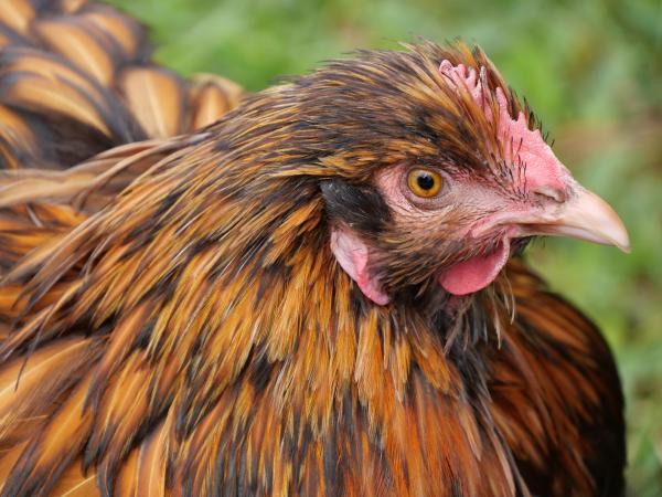 Ein lebendiges, farbenfrohes Huhn, detailreich aufgenommen.