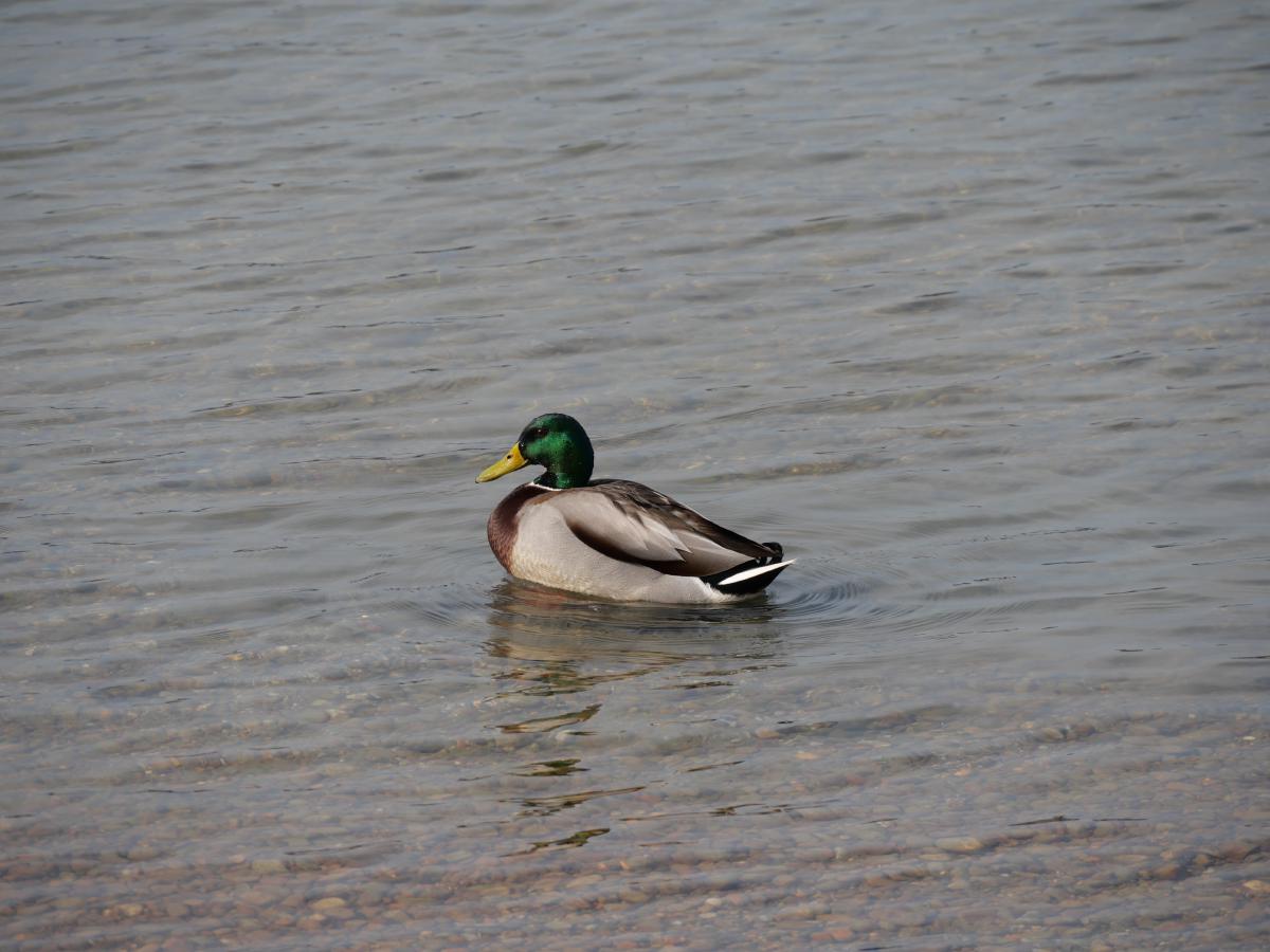 Ein prächtiger Stockenten-Erpel, der im See schwimmt und dessen markanter grüner Kopf im Sonnenlicht glänzt.
