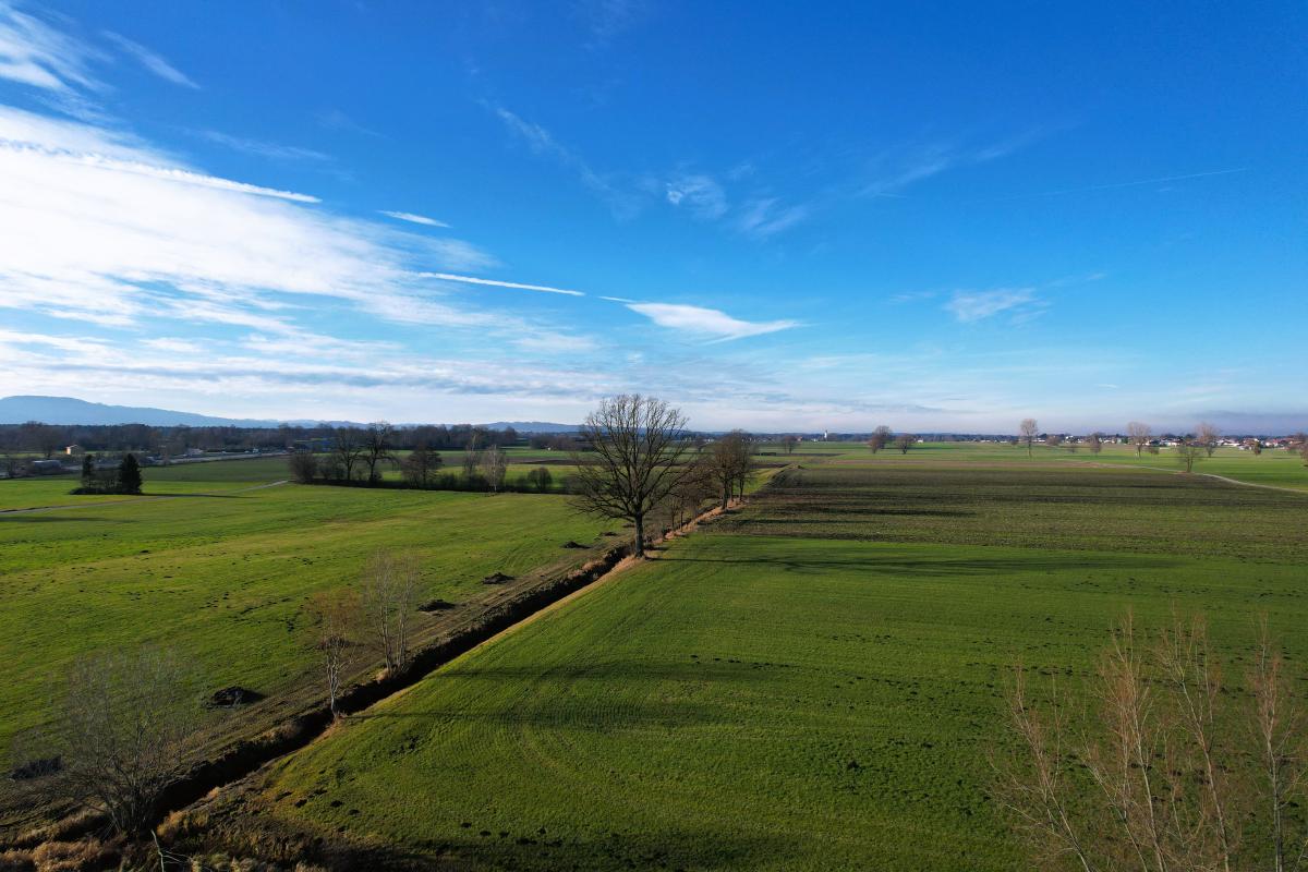 En flygvy över platta gröna fält på vintern: en rad kala träd och ett grunt dike löper diagonalt genom bilden, med en disig ås vid horisonten under en klarblå himmel.