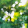 Green Out of Focus - Nothing but Light and Colour
