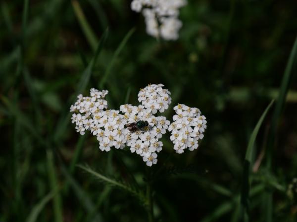 Kleine weiße Blüten in Dolden mit einem Insekt zu Besuch, vor dunkelgrünem Hintergrund.