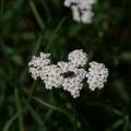 Green Visitor - A Beetle on the Yarrow
