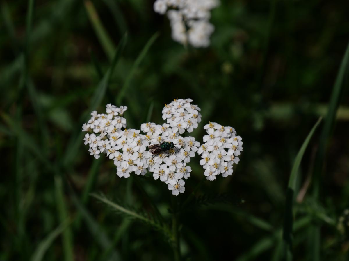 Kleine weiße Blüten in Dolden mit einem Insekt zu Besuch, vor dunkelgrünem Hintergrund.