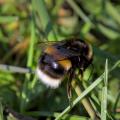 Grounded - Bumblebee Resting in the Grass
