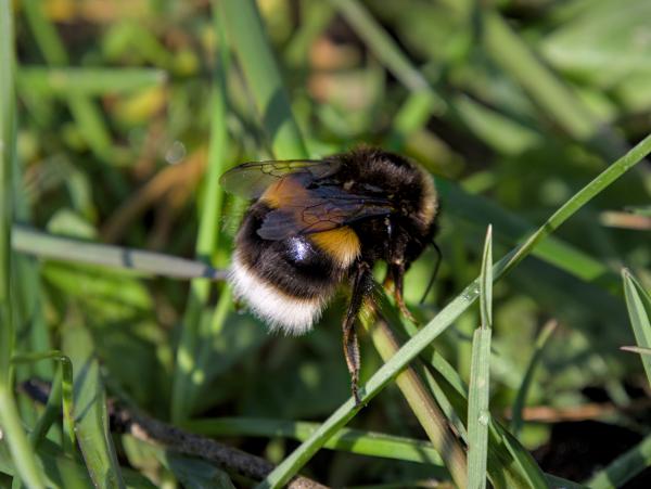Eine dicke Hummel im Gras.