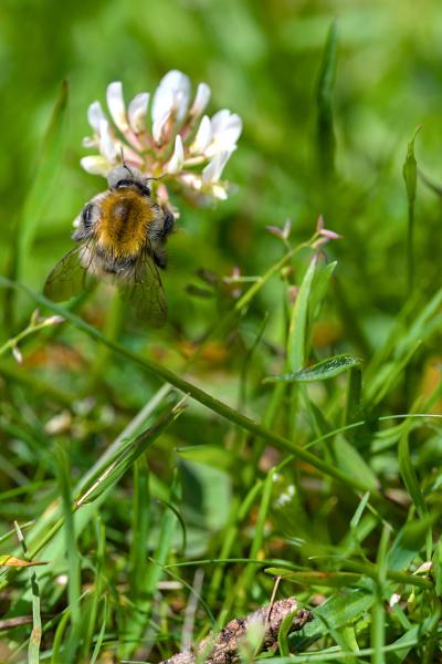 Eine Biene, die auf einer Blume im Gras sitzt.
