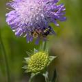 Hanging Underneath - A Bee Below the Scabious