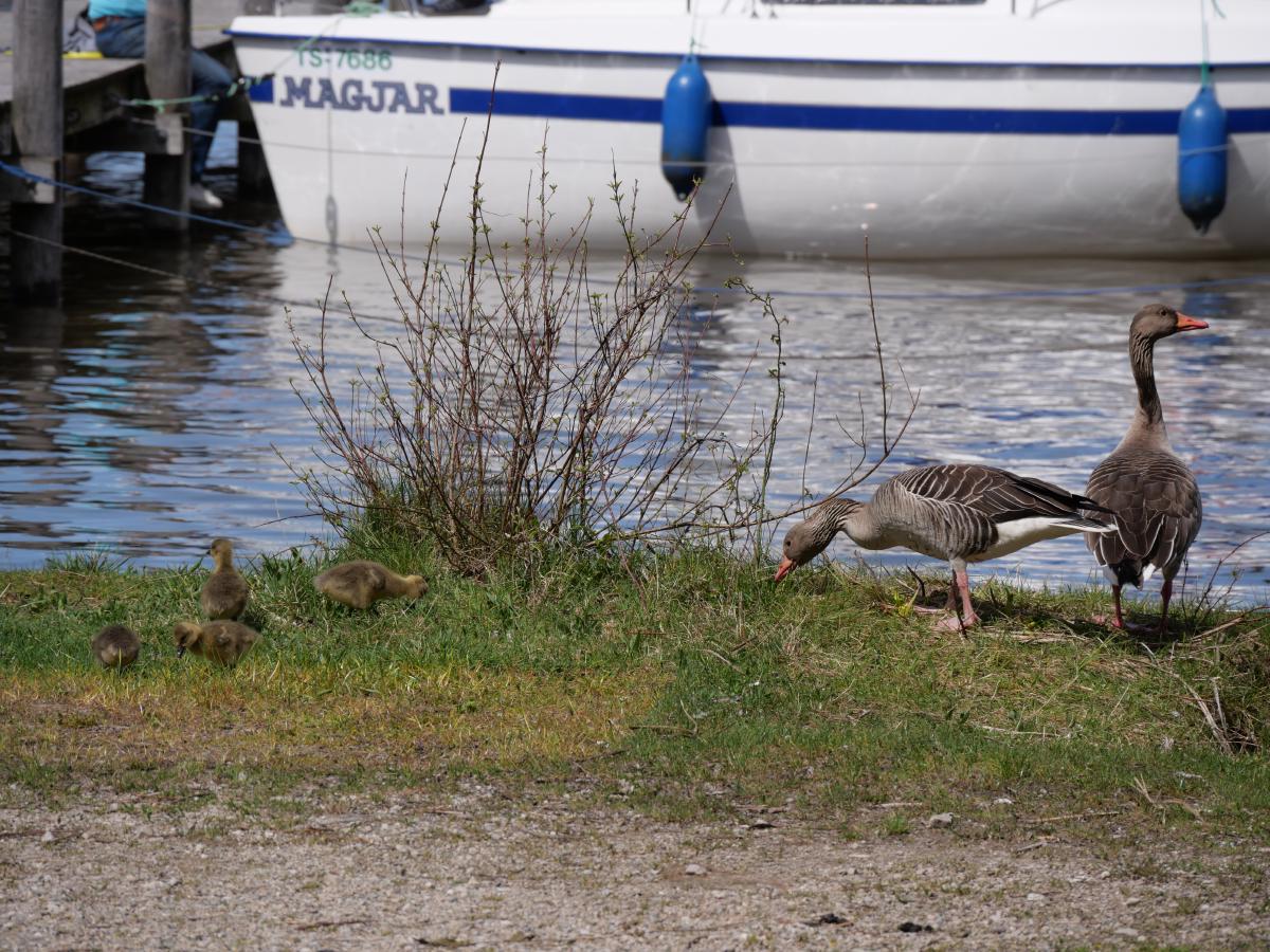 Eine Gänsefamilie mit flauschigen Gösseln, die durch eine Grasfläche in Wassernähe läuft.