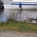 Harbour Brood - Greylag Family Grazing by the Moorings