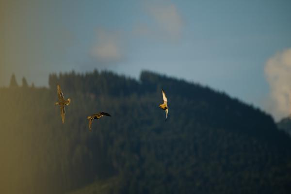 Three mallard ducks in flight, lit by warm low morning sun, banking to the left in front of a dark forested mountain ridge under a pale blue sky. The rightmost duck is turned almost vertically, wings pointing up and down.