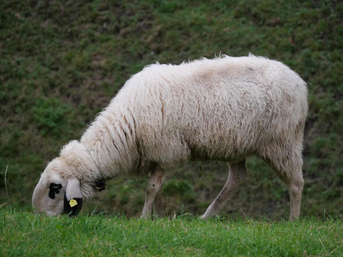 Ein Schaf, das Gras berührt.