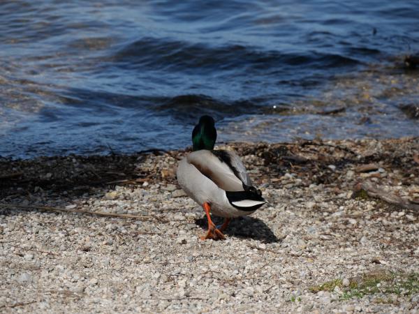 En gräsandshane står på en ljus stenstrand med huvudet instucket i vingen och putsar sig. Bakom honom sköljer sjöns mörkblå vatten mot stenarna.