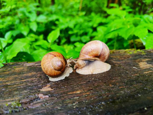 Två vinbergssnäckor möts huvud mot huvud på en blöt fallen stam, med tentaklerna nästan i beröring, mot en lysande grön sommarundervegetation.
