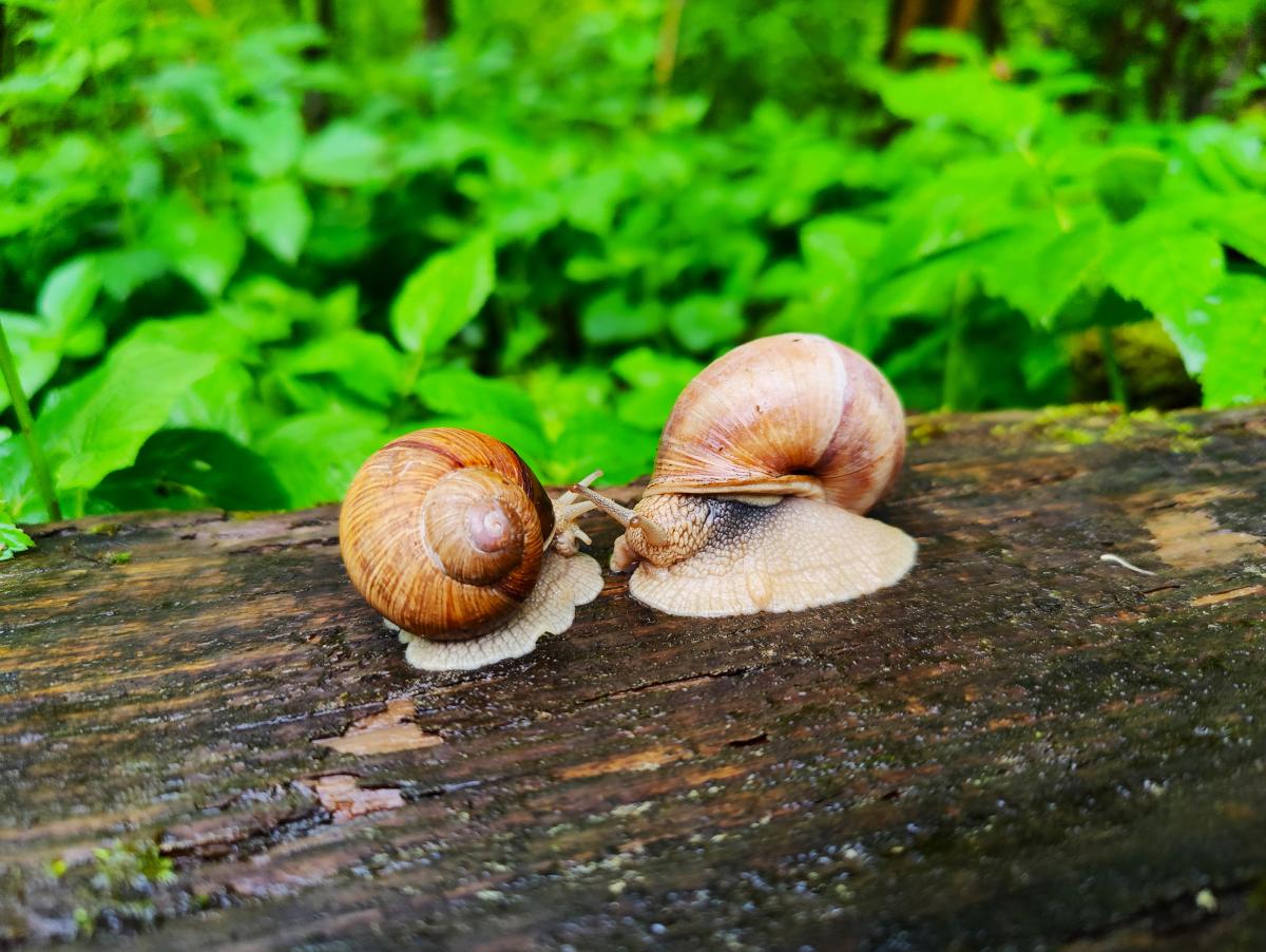 Två vinbergssnäckor möts huvud mot huvud på en blöt fallen stam, med tentaklerna nästan i beröring, mot en lysande grön sommarundervegetation.