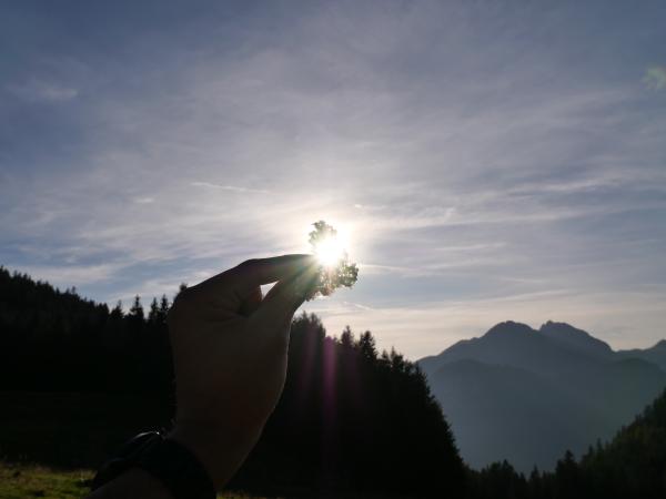 Ein Bild in den Bergen, auf dem eine Hand eine Blume gegen die Sonne hält.