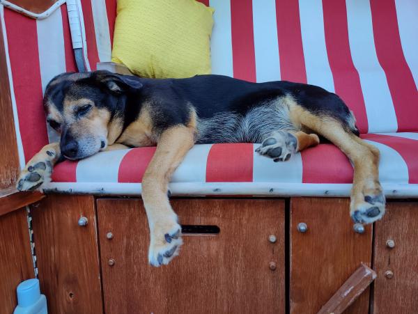 Ein Hund, der auf einem gestreiften Kissen liegt und ein erholsames Nickerchen hält.